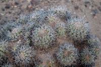 140.01 Copiapoa coquimbana.JPG