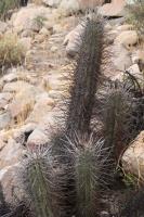 142.02 Trichocereus coquimbanus.JPG