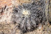143.01 Copiapoa griseoviolacea.JPG