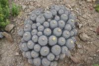 148.01 Copiapoa dealbata.JPG