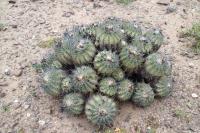 150.01 Copiapoa echinoides.JPG