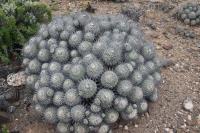 153.01 Copiapoa dealbata.JPG