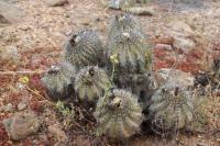 154.02 Copiapoa echinoides cuprea.JPG
