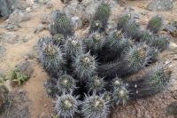 157.01 Copiapoa marginata.JPG
