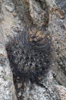 159.01 Eriosyce taltalensis.JPG