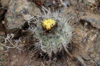 161.01 Copiapoa calderana.JPG