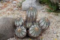162.01 Copiapoa calderana.JPG