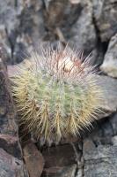 163.01 Copiapoa calderana spinosior.JPG
