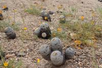 170.01 Copiapoa columna-alba.JPG