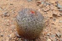 172.01 Eriosyce rodentiophila.JPG