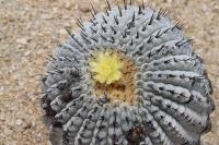 181.01 Copiapoa columna-alba.JPG