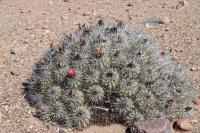 184.01 Copiapoa desertorum rubriflora.JPG