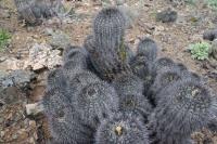 186.02 Copiapoa cinerea.JPG