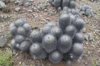 187.01 Copiapoa krainziana.JPG