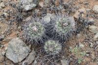 187.02 Copiapoa montana.JPG