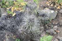 188.01 Cylindropuntia tunicata.JPG