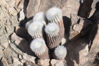 190.01 Copiapoa krainziana.JPG