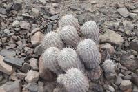 191.01 Copiapoa cinerea albispina.JPG
