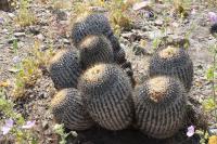 192.01 Copiapoa haseltoniana gigantea.JPG