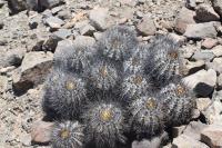 198.01 Copiapoa atacamensis.JPG