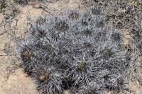 198.02 Copiapoa atacamensis.JPG