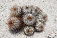 202.01 Copiapoa ahremephiana.JPG