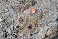 203.01 Copiapoa varispinata.JPG