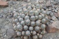 204.01 Copiapoa solaris.JPG