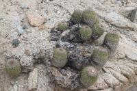 204.02 Copiapoa decorticans.JPG