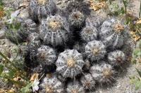 205.03 Copiapoa atacamensis.JPG