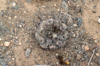 205.04 Copiapoa paposoensis.JPG