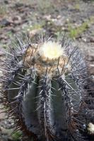 205.08 Copiapoa atacamensis X solaris.JPG