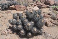 206.01 Copiapoa atacamensis.JPG