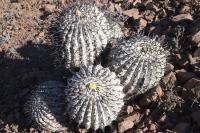 211.01 Copiapoa cinerea.JPG