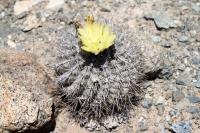 213.01 Copiapoa megarhiza parvula.JPG