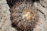 215.01 Copiapoa megarhiza.JPG