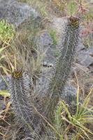 223.01 Trichocereus coquimbanus.JPG