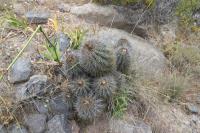 223.04 Copiapoa coquimbana.JPG