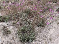Cistanthe RCPB 152.01.jpg