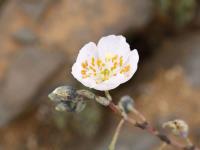 Cistanthe RCPB 154.01.jpg