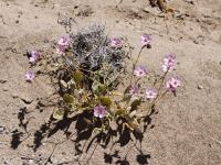 Cistanthe RCPB 214.01.jpg