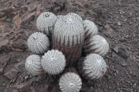 Copiapoa cinerea RCPB 186.03.JPG