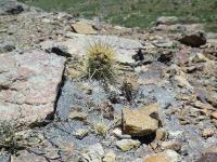 A_gracilis_SAR_6391.JPG