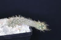 Austrocactus coxii SAR 1811.jpg