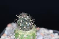 Austrocactus ferrarii SAR 2153.jpg