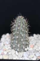 Austrocactus sp. SAR 2400.jpg
