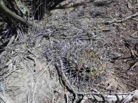G_gibbosum_br_SAR_6011_Chelforo.JPG