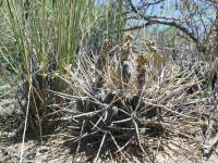 G_gibbosum_br_SAR_6021_Valcheta.JPG