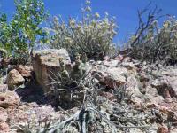 G_gibbosum_br_SAR_6073_S_Pailemann.JPG