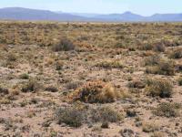 Maih_patagonica_SAR_3151_P_de_Agnia.JPG